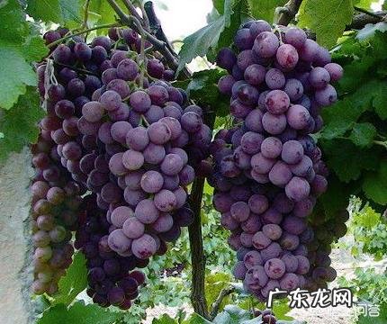 葡萄都有哪些种类，哪种最好吃？