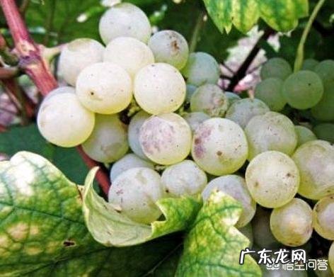 葡萄都有哪些种类，哪种最好吃？