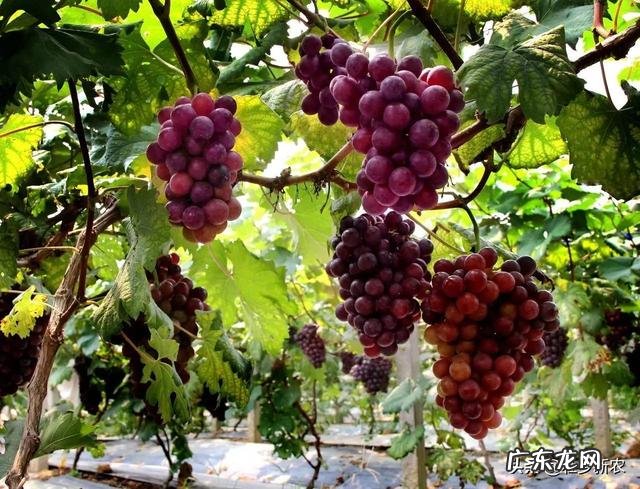 葡萄都有哪些种类，哪种最好吃？