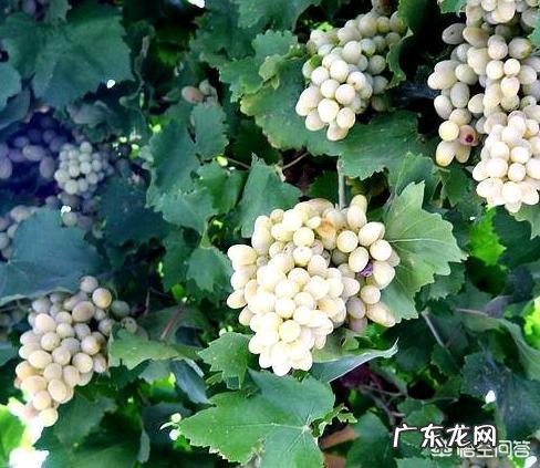 葡萄都有哪些种类，哪种最好吃？