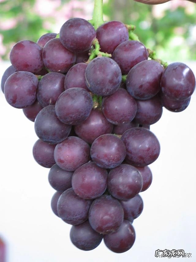 葡萄都有哪些种类，哪种最好吃？