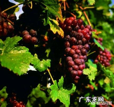 葡萄都有哪些种类，哪种最好吃？