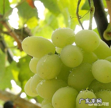 葡萄都有哪些种类，哪种最好吃？