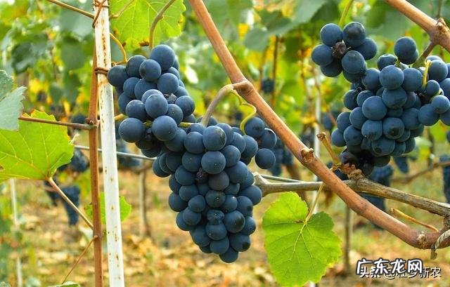 葡萄都有哪些种类，哪种最好吃？
