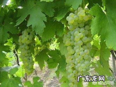 葡萄都有哪些种类，哪种最好吃？
