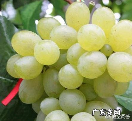 葡萄都有哪些种类，哪种最好吃？