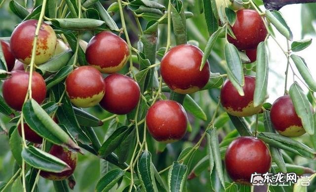 你觉得网上买水果靠谱吗？