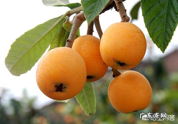 你觉得网上买水果靠谱吗？