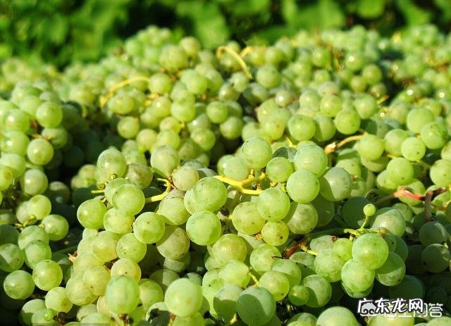 种植葡萄采收后,需要防治哪些病虫害?