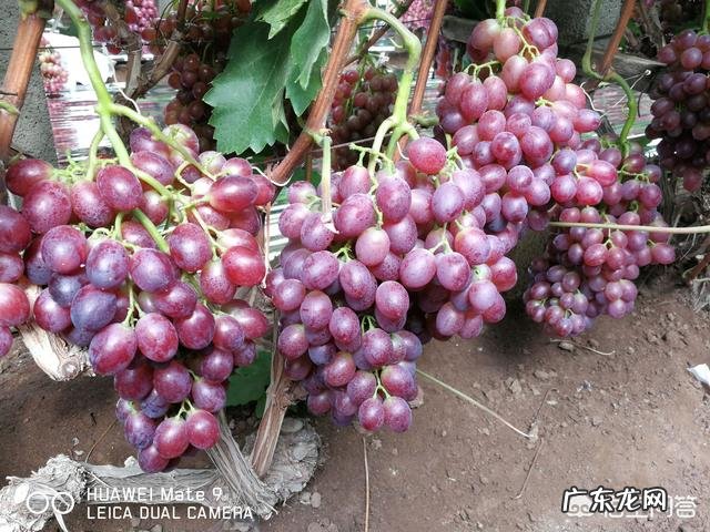 种植葡萄采收后,需要防治哪些病虫害?