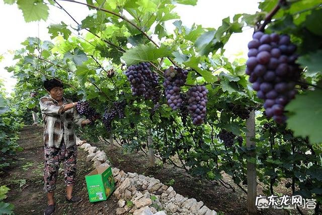 种植葡萄采收后,需要防治哪些病虫害?