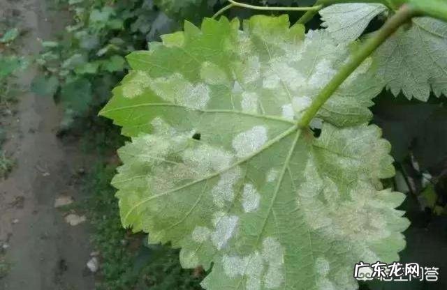 种植葡萄采收后，需要防治哪些病虫害？