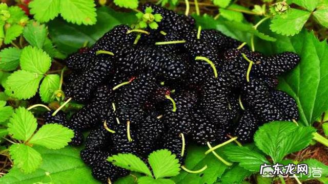 含硒的水果有哪些？