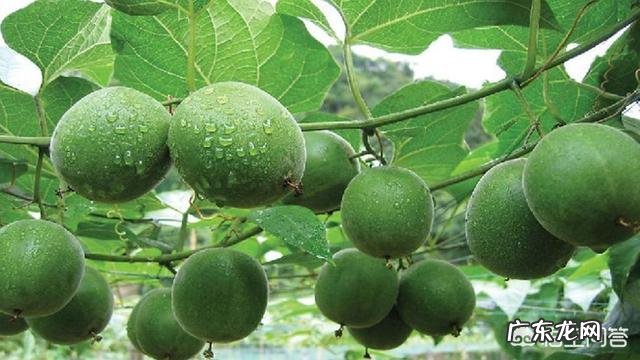 含硒的水果有哪些？