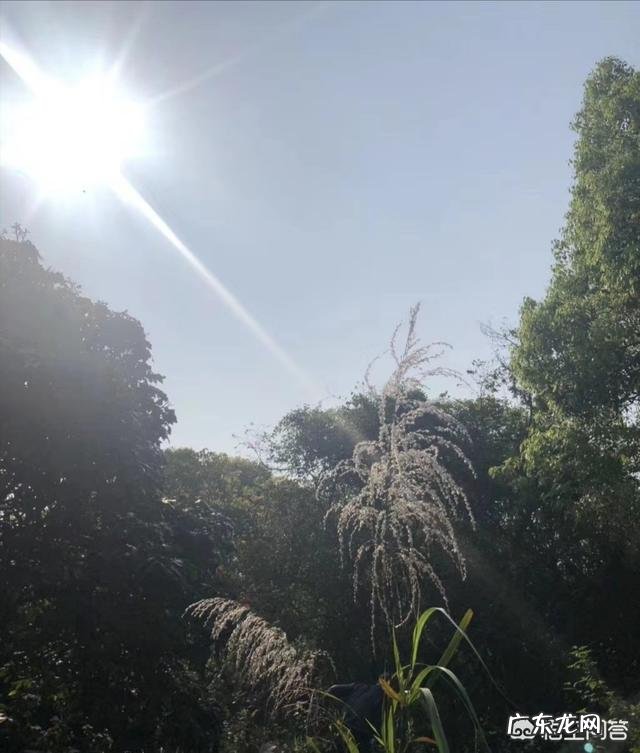 清明节到了，你是如何纪念先人的？