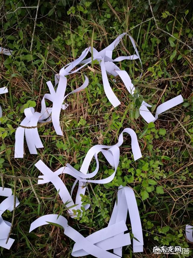 清明节到了,你是如何纪念先人的?