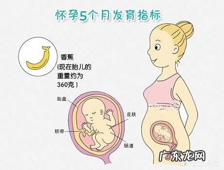 五个月胎儿有多大、多重?