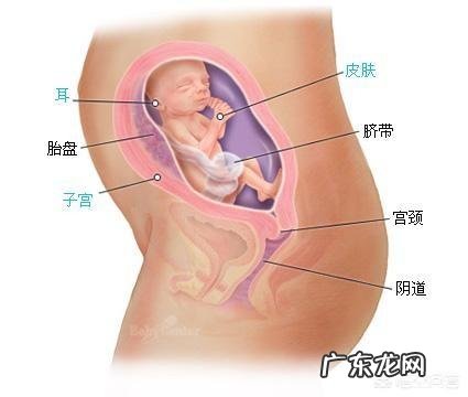 五个月胎儿有多大、多重？