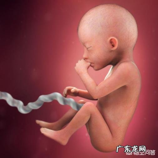 五个月胎儿有多大、多重？