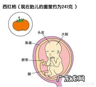 五个月胎儿有多大、多重?
