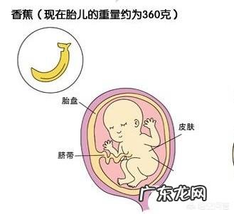 五个月胎儿有多大、多重?