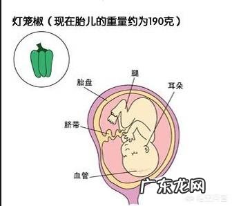 五个月胎儿有多大、多重?