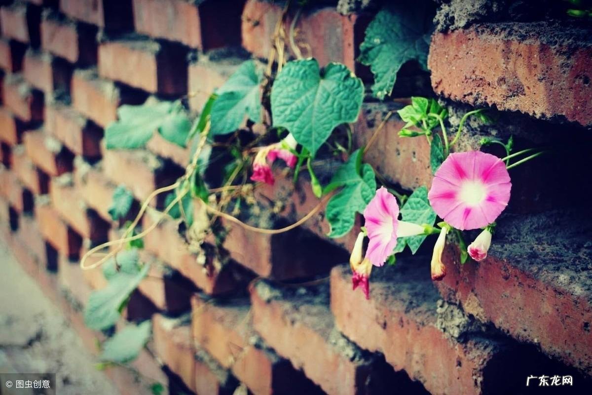 说你爱我 说吧,说你爱我吧