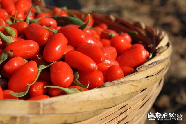 白露时节应该怎么注意养生?