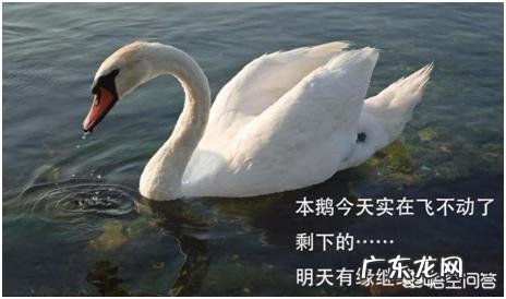 射频美容仪可以祛皱吗?