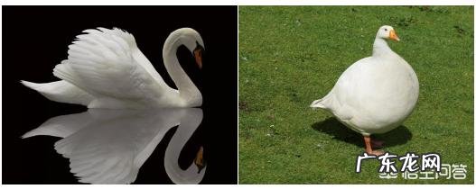 射频美容仪可以祛皱吗?