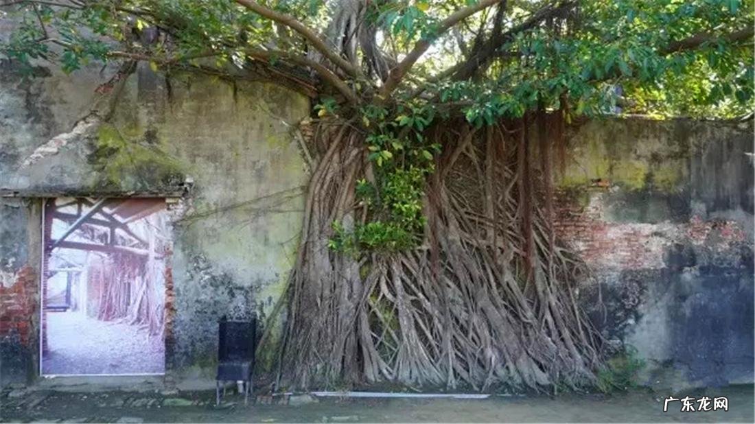 因榕树的生命力强所以南方土地庙有榕树且不宜种在房屋边 房子右侧有大榕树风水好不好