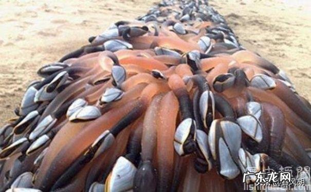 为何很多海洋生物最讨厌的生物是鹅颈藤壶？