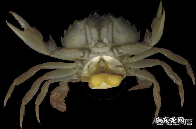 为何很多海洋生物最讨厌的生物是鹅颈藤壶？