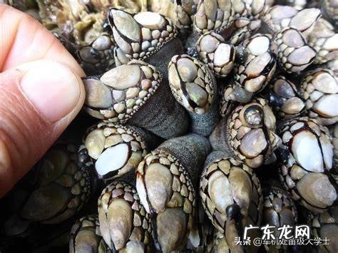 为何很多海洋生物最讨厌的生物是鹅颈藤壶?