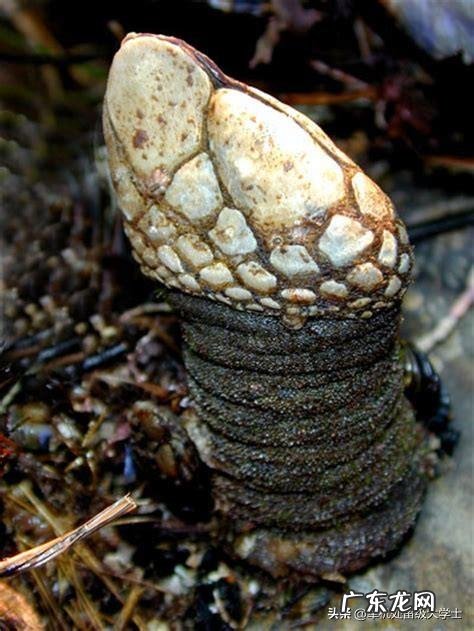 为何很多海洋生物最讨厌的生物是鹅颈藤壶?