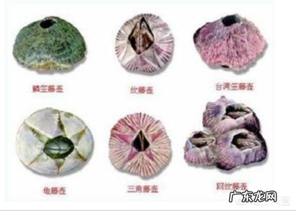 为何很多海洋生物最讨厌的生物是鹅颈藤壶？