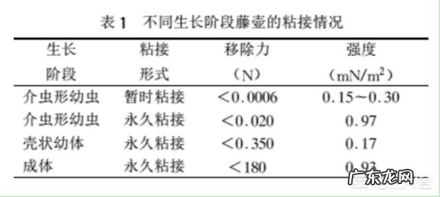 为何很多海洋生物最讨厌的生物是鹅颈藤壶？