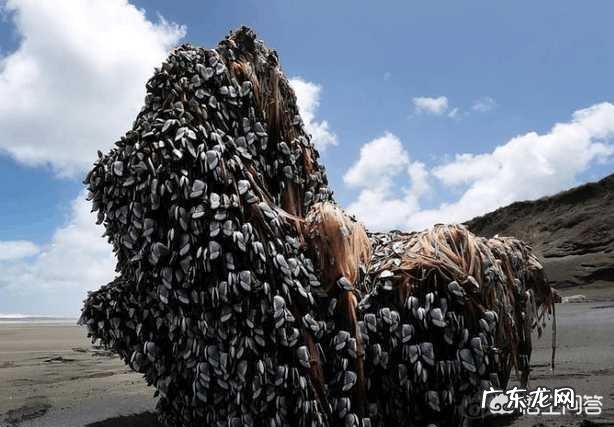 为何很多海洋生物最讨厌的生物是鹅颈藤壶？