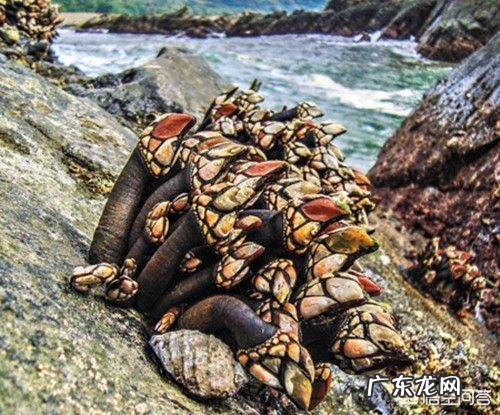 为何很多海洋生物最讨厌的生物是鹅颈藤壶？