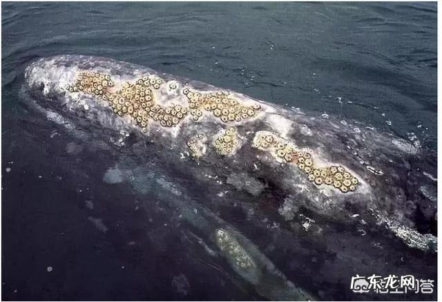 为何很多海洋生物最讨厌的生物是鹅颈藤壶？