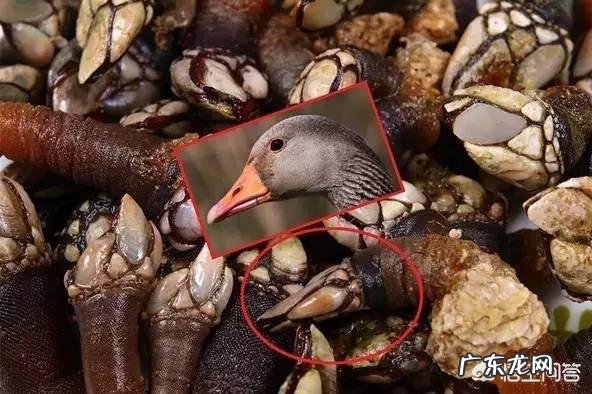 为何很多海洋生物最讨厌的生物是鹅颈藤壶？