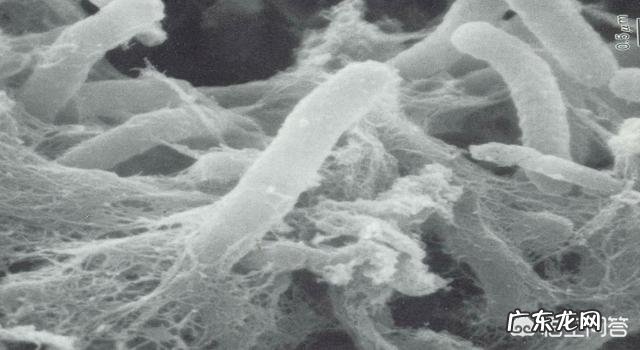 酸奶中的微生物及其作用有哪些?