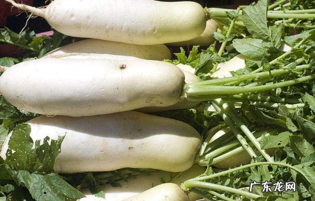 #暖暖的胃道#秋冬多吃什么可以养胃?