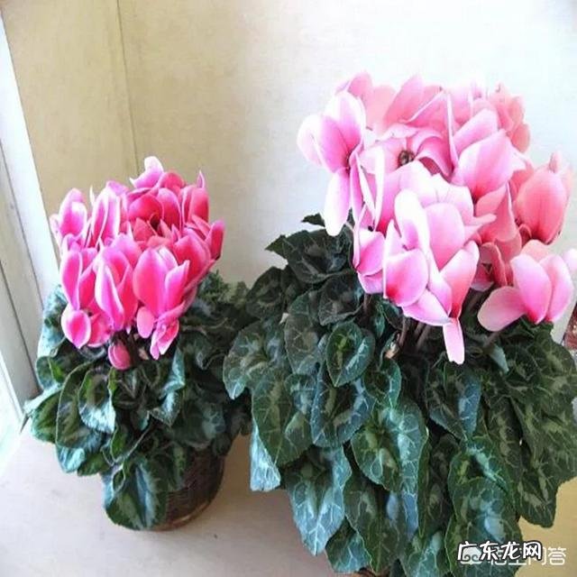 仙客来该如何养护呢？