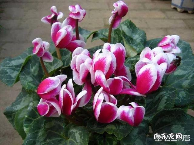 仙客来该如何养护呢?