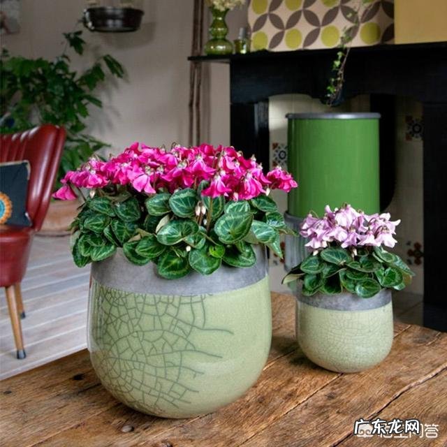 仙客来该如何养护呢?