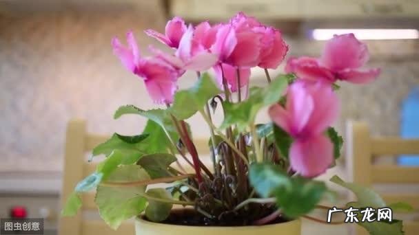 仙客来该如何养护呢?