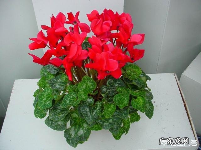 仙客来该如何养护呢?