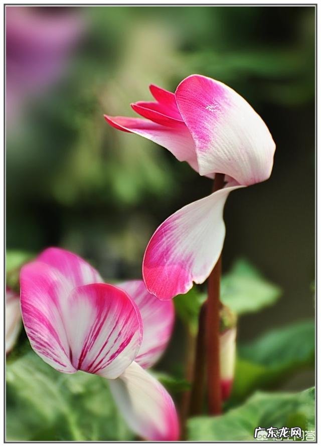 仙客来该如何养护呢？