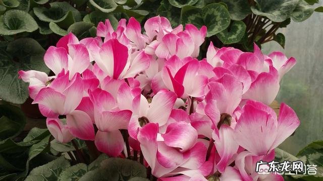 仙客来该如何养护呢？